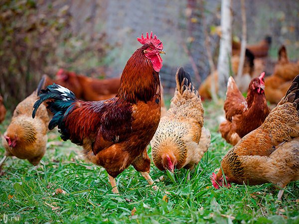 Породы куриц | ЗооТом - продажа, вязка и услуги для животных в Зее