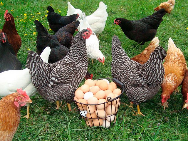 Содержание кур и уход за ними | ЗооТом - продажа, вязка и услуги для животных в Зее