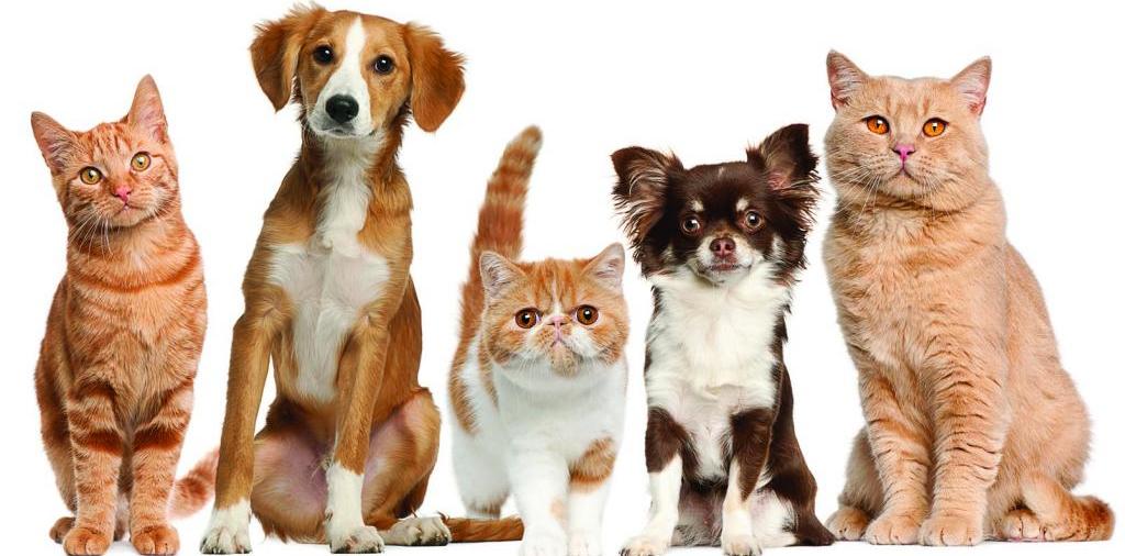 Доска объявлений о животных | ЗооТом - продажа, вязка и услуги для животных в Зее