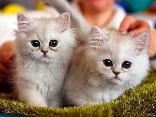 Породы кошек в Зее | ЗооТом портал о животных