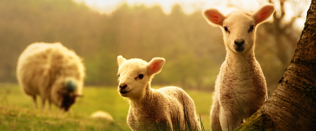 Объявления о сельскохозяйственных животных | ЗооТом - продажа, вязка и услуги для животных в Зее