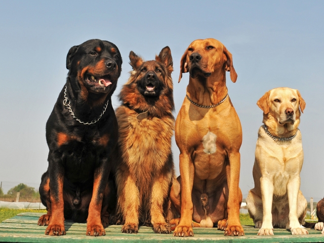 Крупные породы собак в Зее | ЗооТом портал о животных